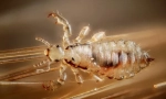 Louse